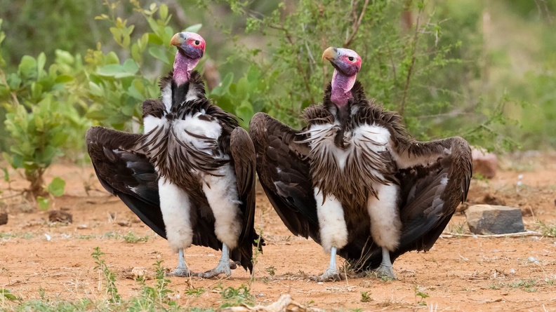 Lappet-faced vultures displaying on the ground, Mpumalanga, South Africa - Comedy Wildlife Photo Awards Finalist